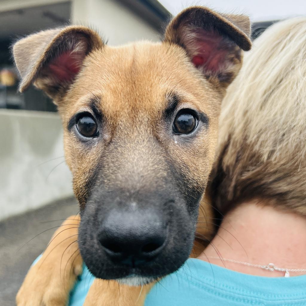 Cherry, a Adoptable mixed breed in Gainesville, GA image 6/6