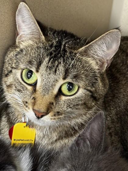 Enlarge Margot, a ADOPTABLE Domestic Short Hair in Stanwood, WA image 1/1