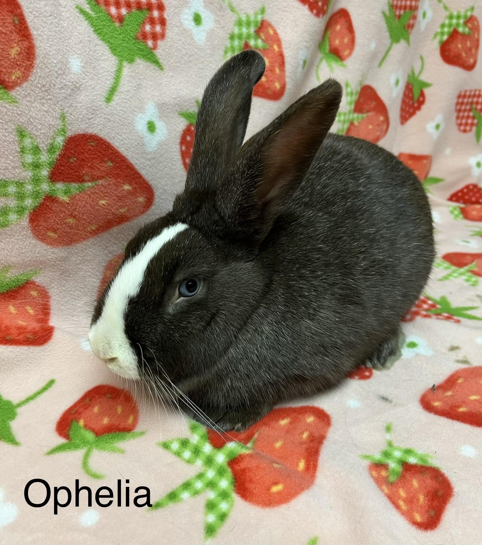 Enlarge Ophelia, a ADOPTABLE Dutch in Harrisburg, PA image 1/1