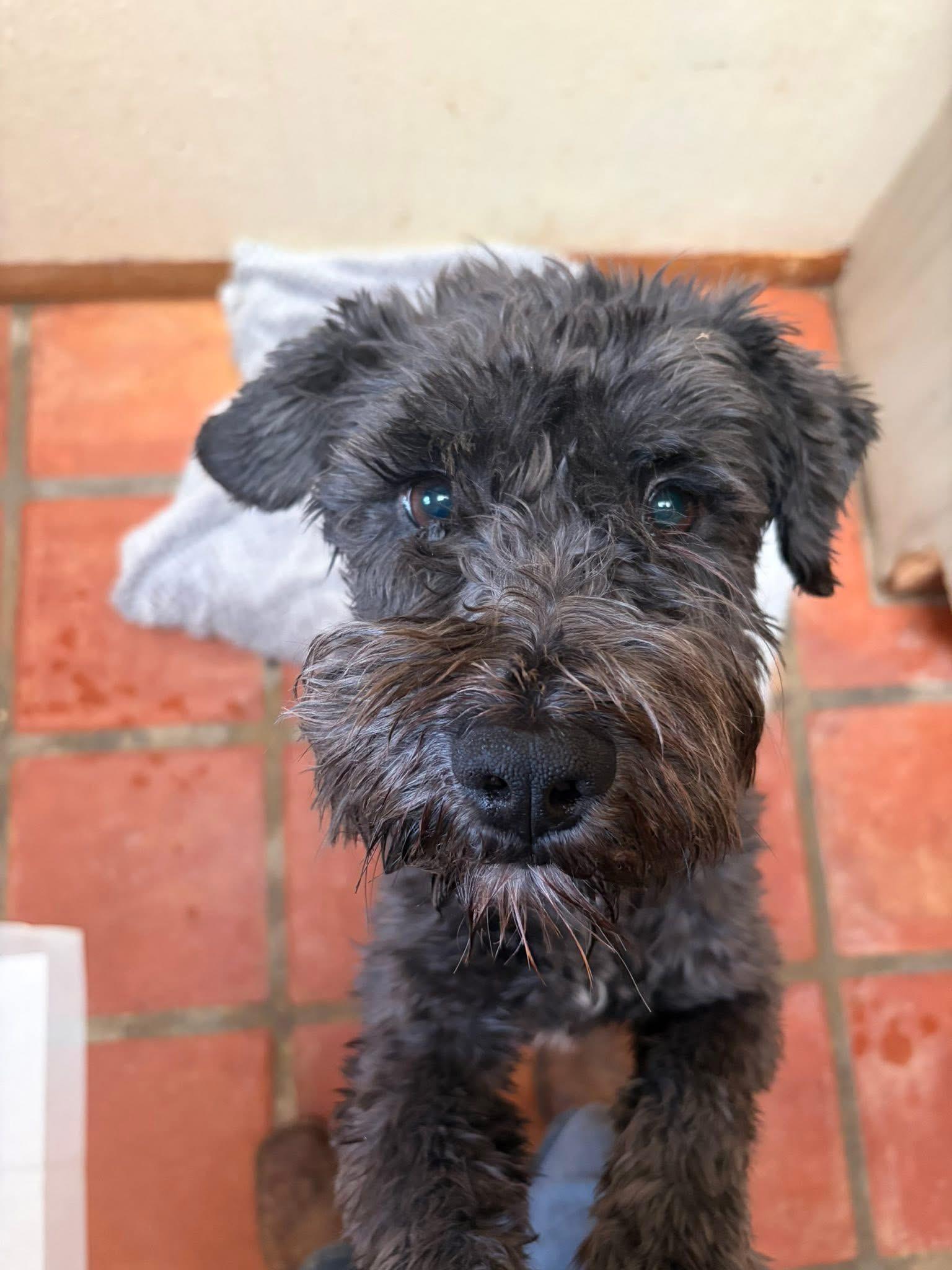 Graham, adopted, Adult Male Wheaten Terrier.
