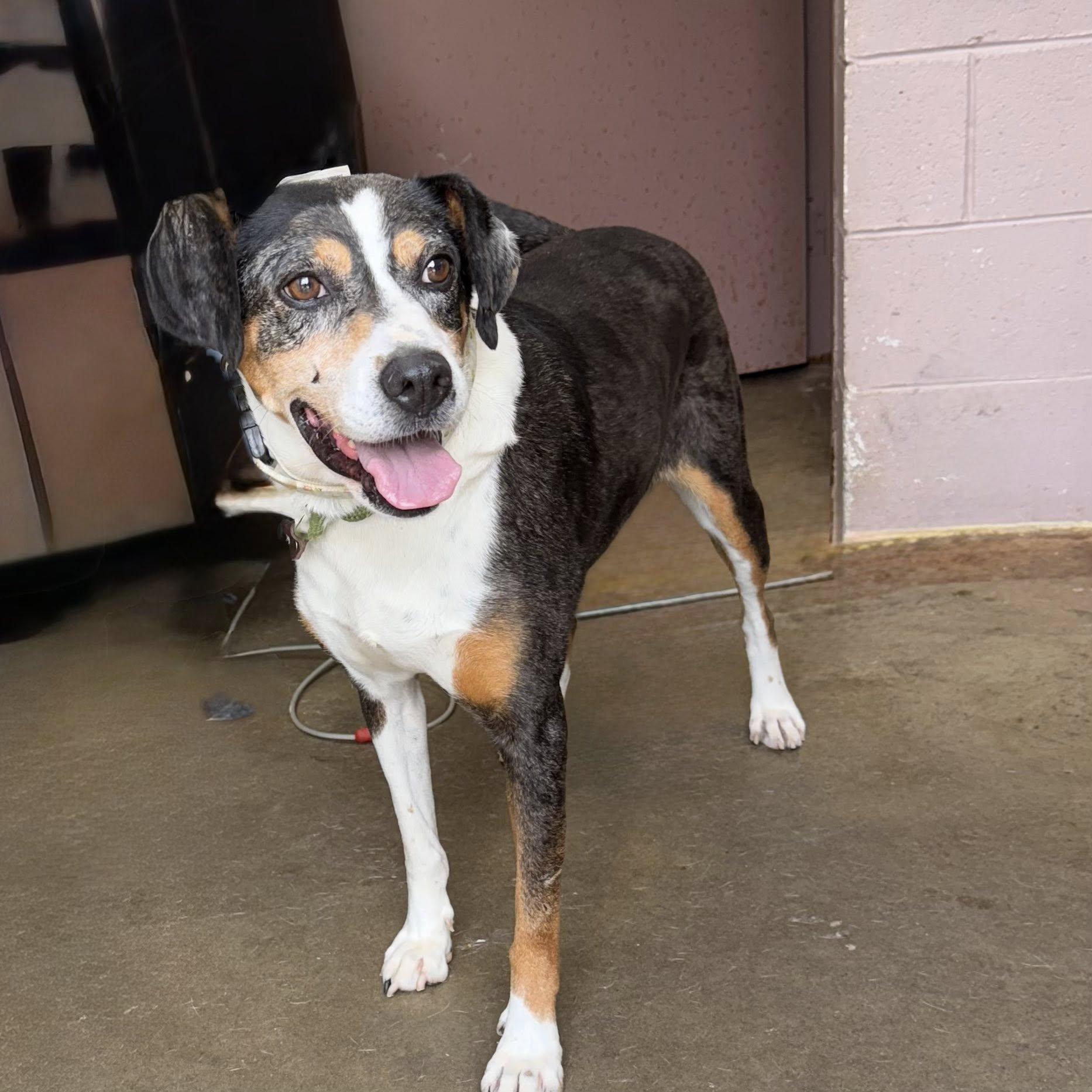 CASSIE, a Adopted mixed breed in Cadiz, OH image 1/4