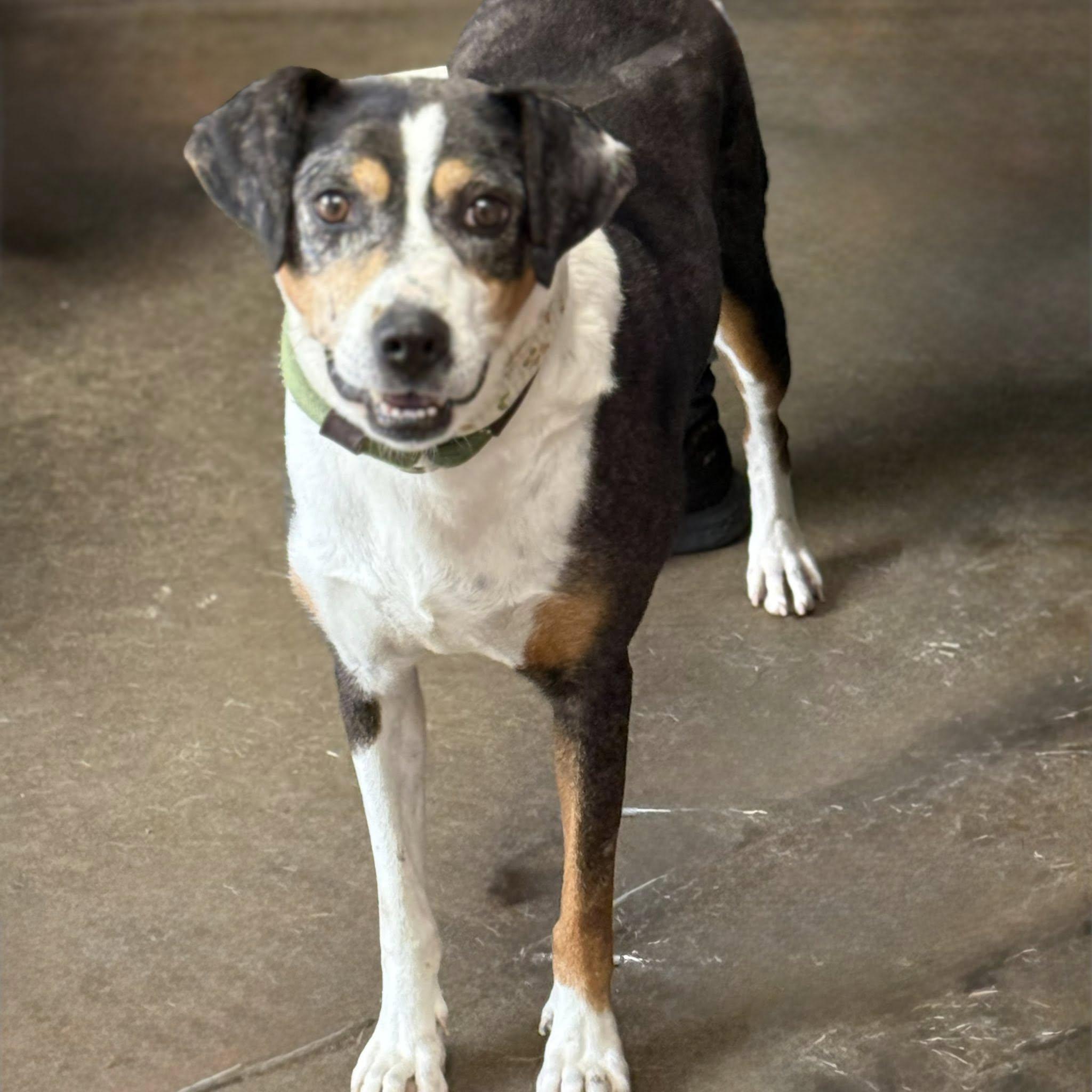 CASSIE, a Adopted mixed breed in Cadiz, OH image 2/4