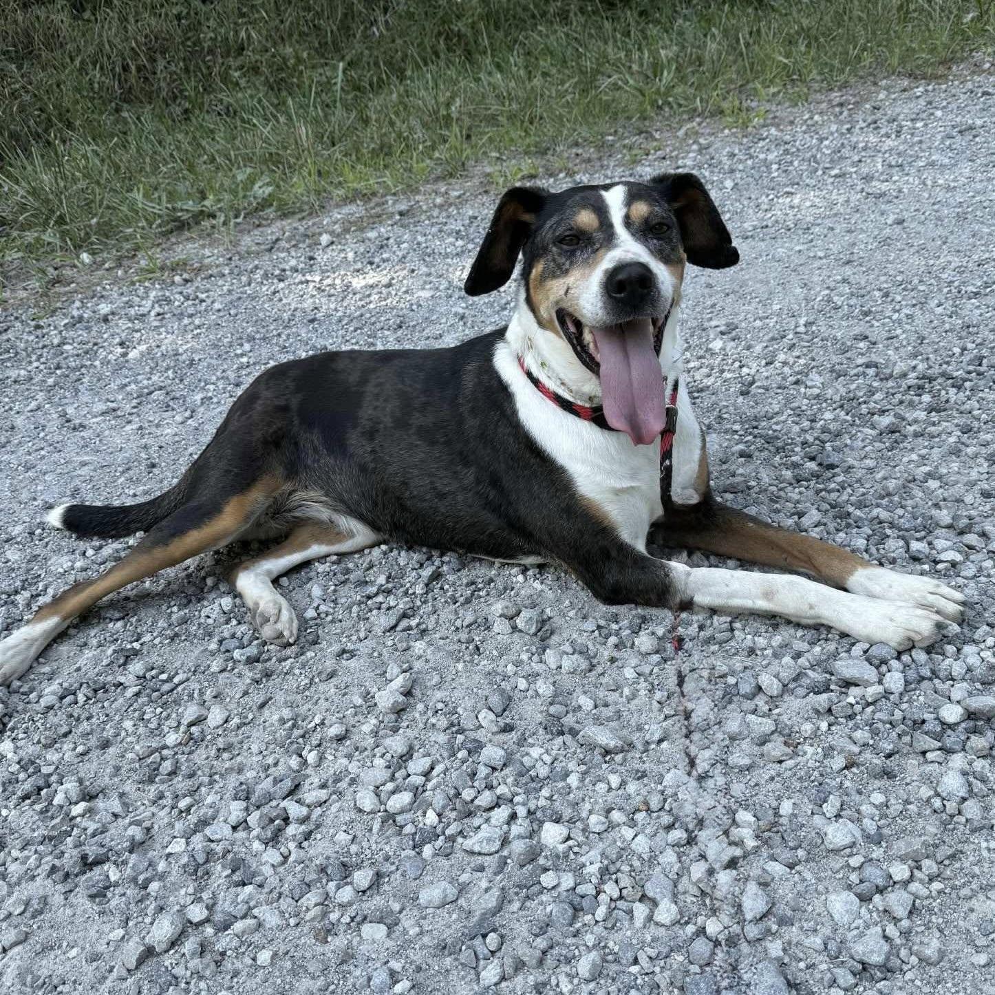 CASSIE, a Adopted mixed breed in Cadiz, OH image 3/4