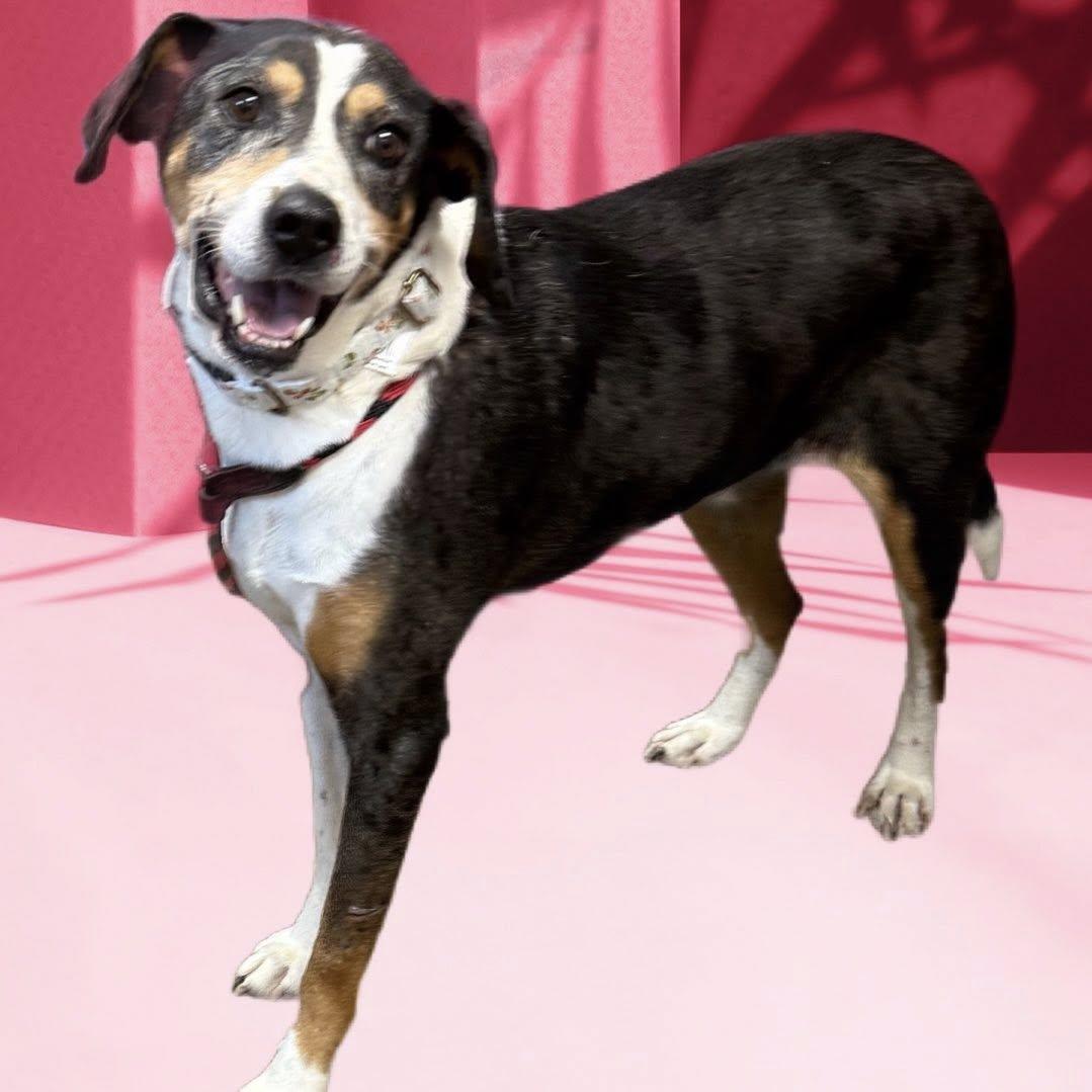 CASSIE, a Adopted mixed breed in Cadiz, OH image 4/4