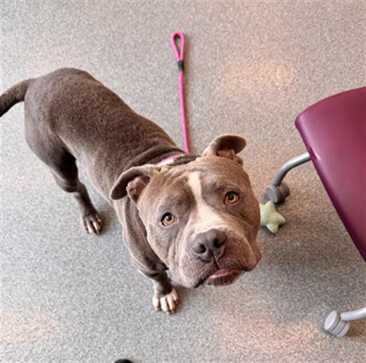 Enlarge PICO, a Adoptable Pit Bull Terrier in Toledo, OH image 1/1