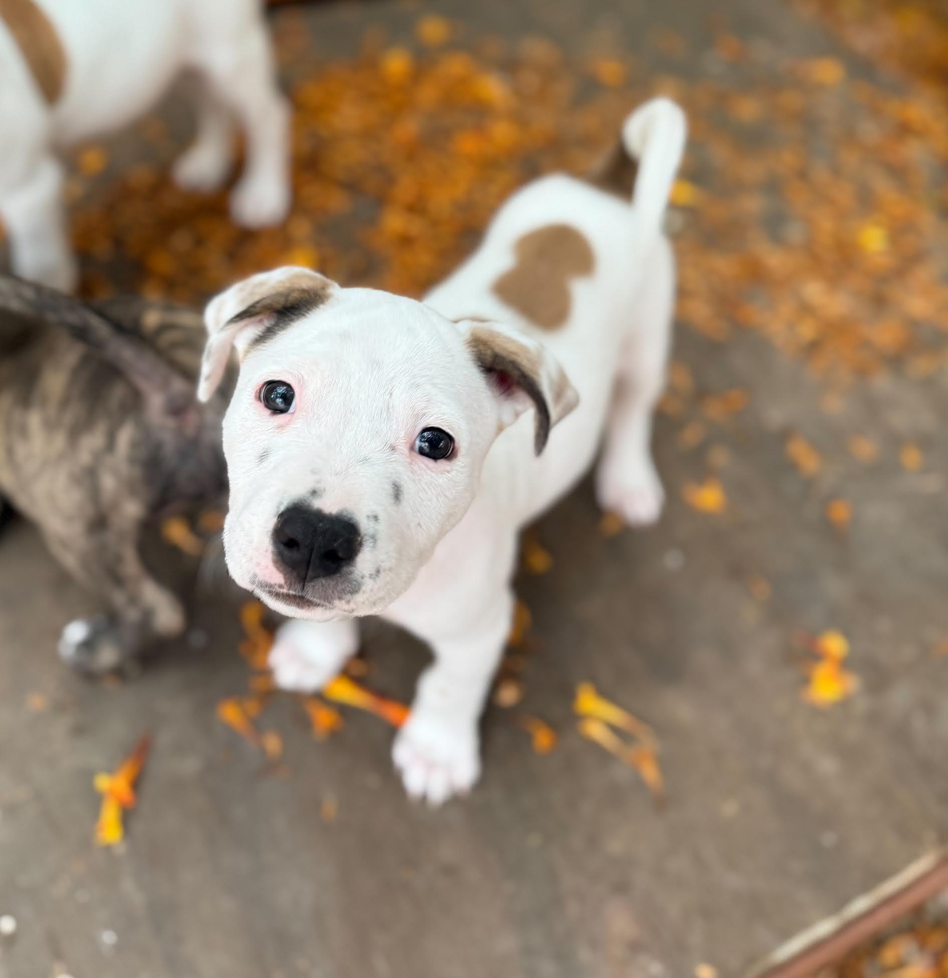 Photo of Baby Male Pit Bull Terrier White / Cream