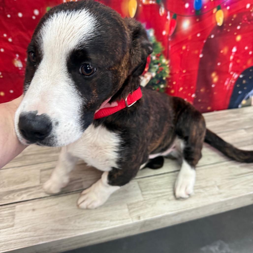 Chewbarka thumbnail 3