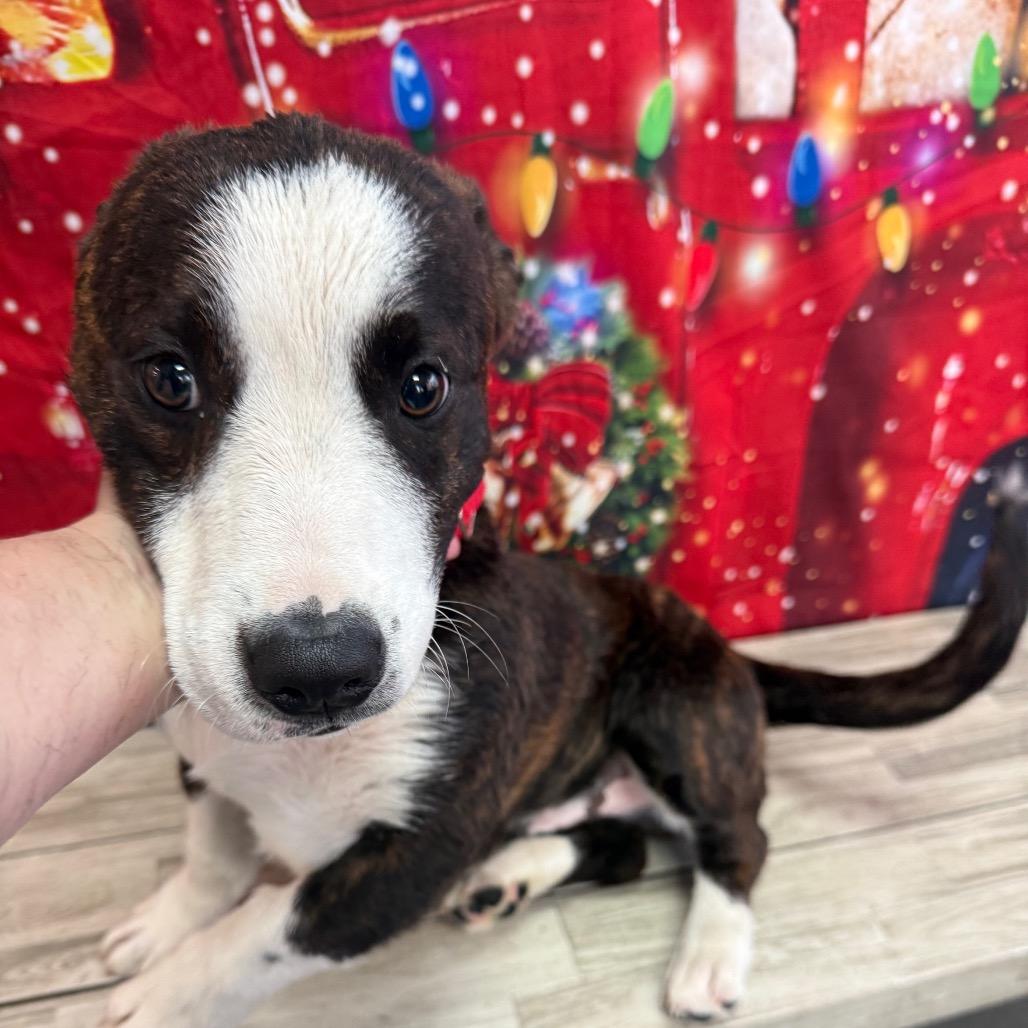 Chewbarka thumbnail 4