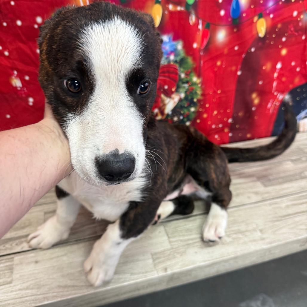 Chewbarka thumbnail 5