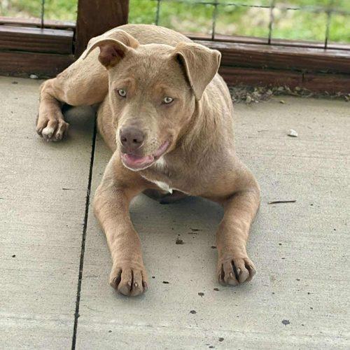 Enlarge Sadie, a Adoptable mixed breed in Georgetown, KY image 1/6