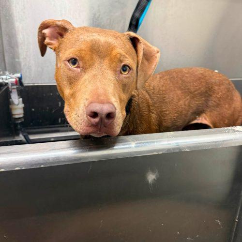 Sadie, Adoptable, Young Female Mixed Breed.