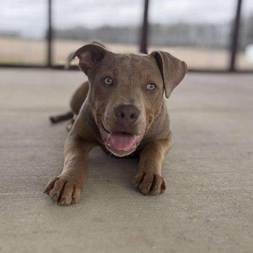 Enlarge Sadie, a Adoptable mixed breed in Georgetown, KY image 2/6