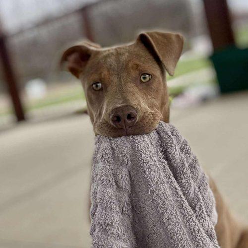 Enlarge Sadie, a Adoptable mixed breed in Georgetown, KY image 3/6