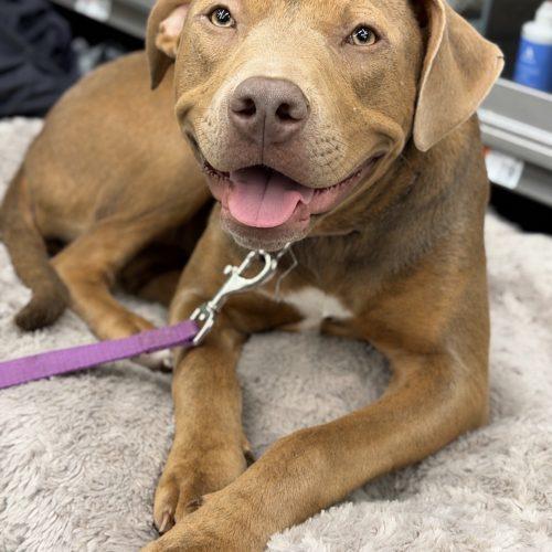 Enlarge Sadie, a Adoptable mixed breed in Georgetown, KY image 2/6
