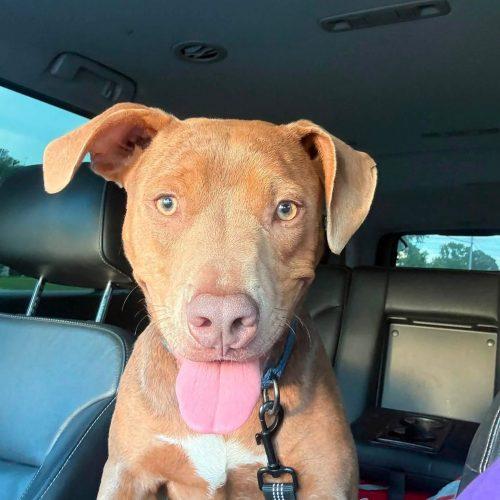 Enlarge Sadie, a Adoptable mixed breed in Georgetown, KY image 3/6