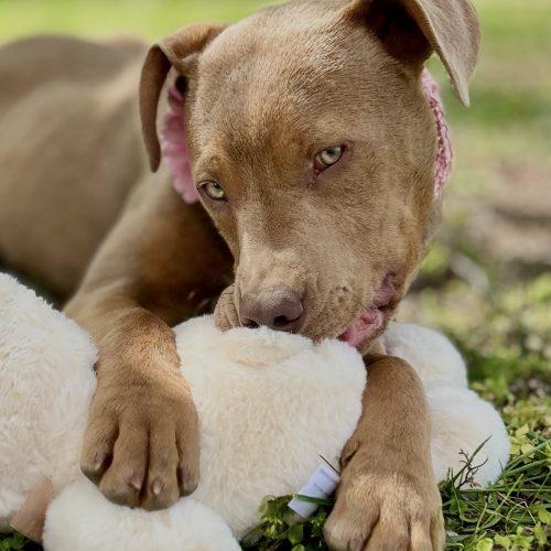Enlarge Sadie, a Adoptable mixed breed in Georgetown, KY image 1/5