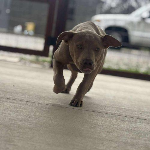 Enlarge Sadie, a Adoptable mixed breed in Georgetown, KY image 4/6