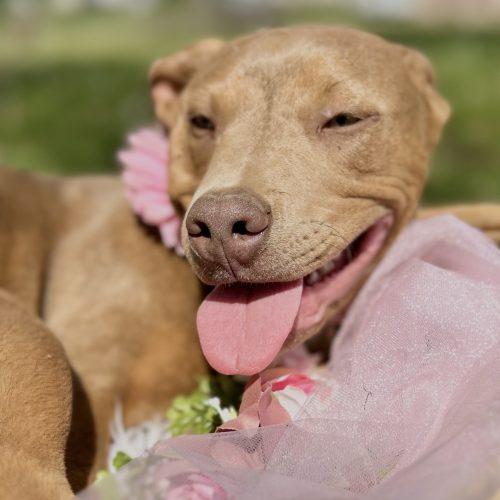 Enlarge Sadie, a Adoptable mixed breed in Georgetown, KY image 2/5