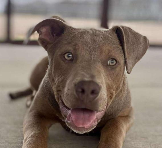 Enlarge Sadie, a Adoptable mixed breed in Georgetown, KY image 5/6