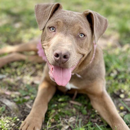 Enlarge Sadie, a Adoptable mixed breed in Georgetown, KY image 3/5