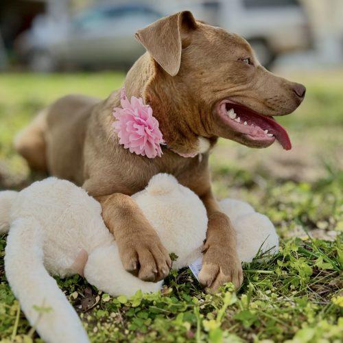 Enlarge Sadie, a Adoptable mixed breed in Georgetown, KY image 4/5