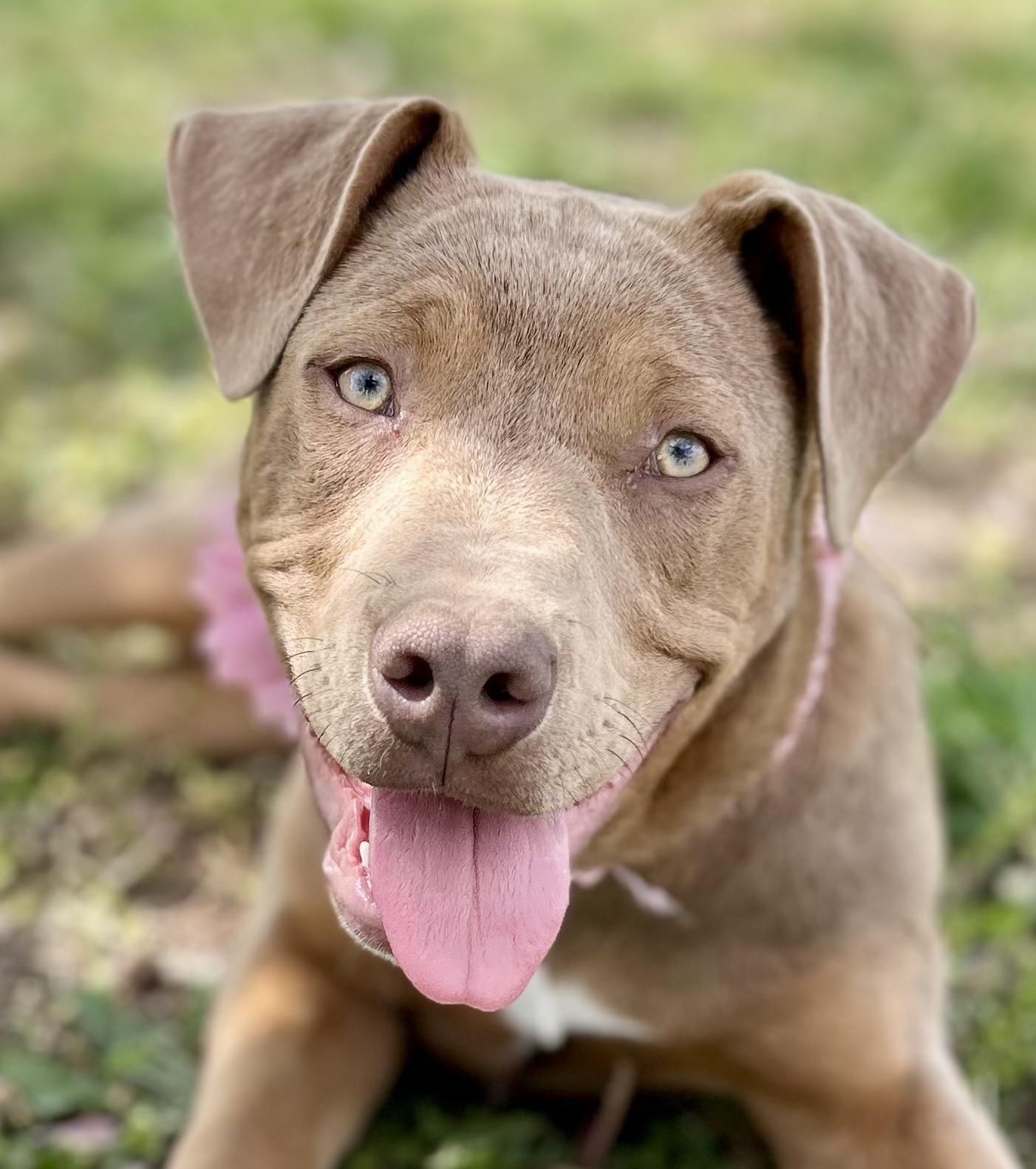 Enlarge Sadie, a Adoptable mixed breed in Georgetown, KY image 5/6