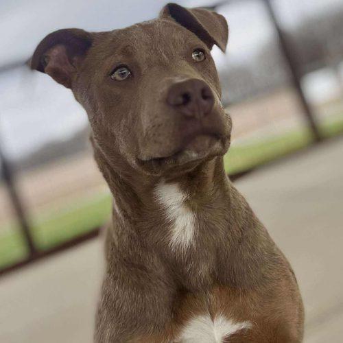Enlarge Sadie, a Adoptable mixed breed in Georgetown, KY image 6/6