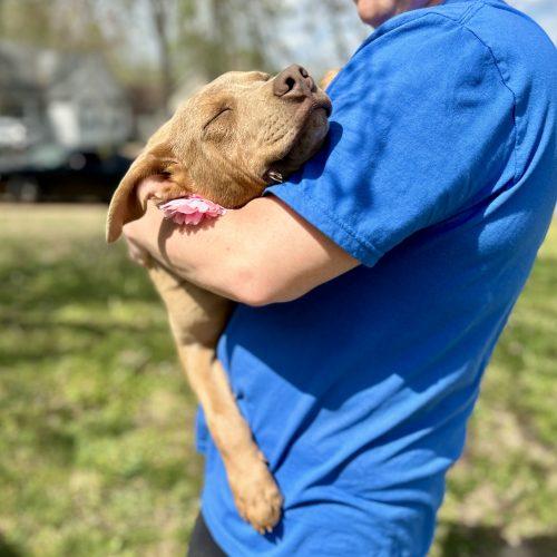 Enlarge Sadie, a Adoptable mixed breed in Georgetown, KY image 5/5