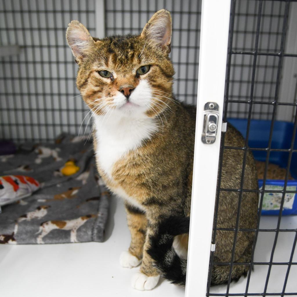 Chex, Adoptable, Adult Male Domestic Short Hair.