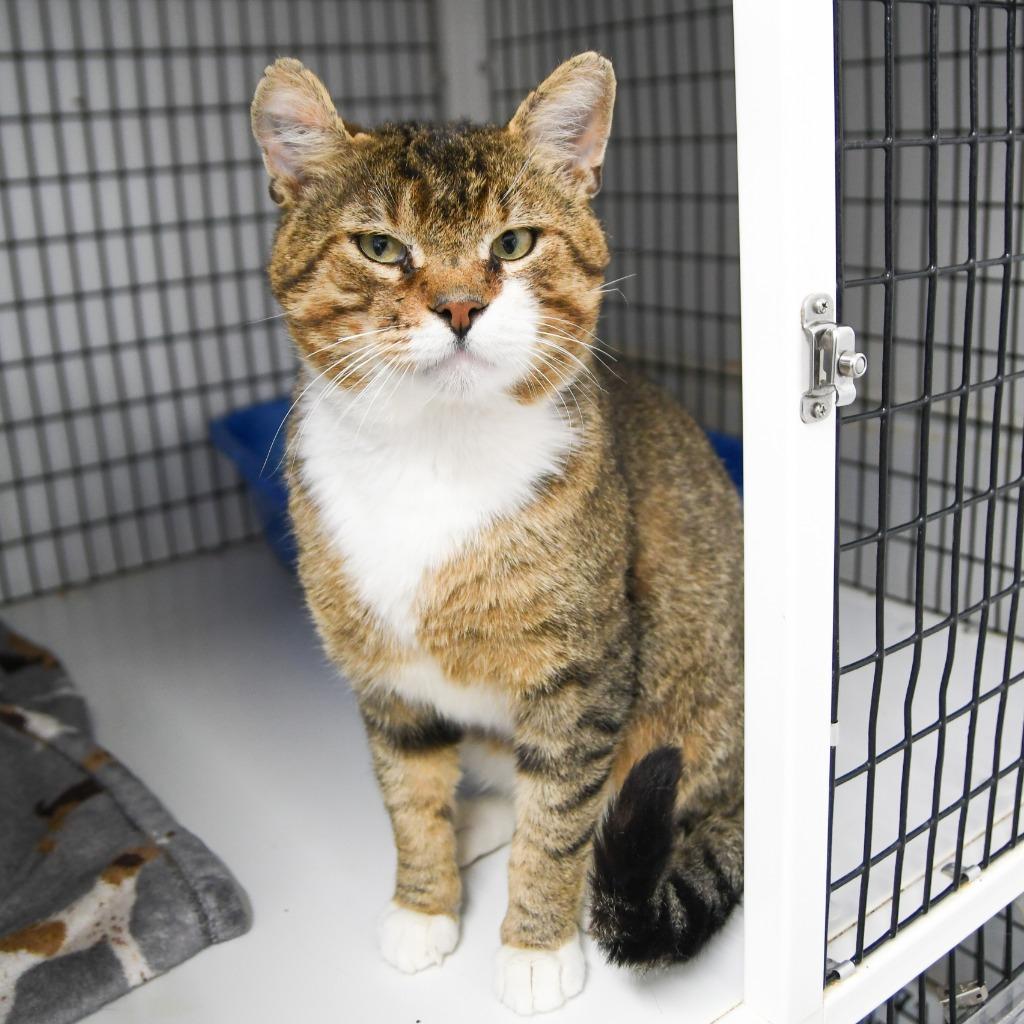 Chex, a Adoptable mixed breed in Ewing, NJ image 2/4
