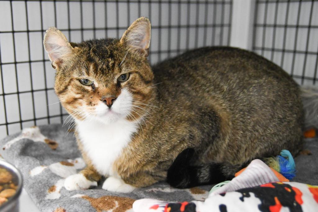 Chex, a Adoptable mixed breed in Ewing, NJ image 3/4