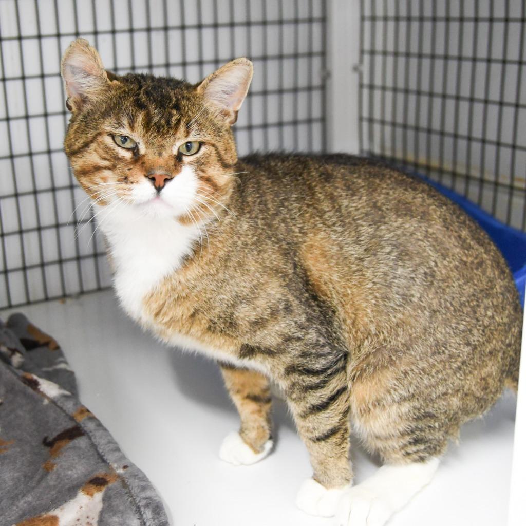 Chex, a Adoptable mixed breed in Ewing, NJ image 4/4