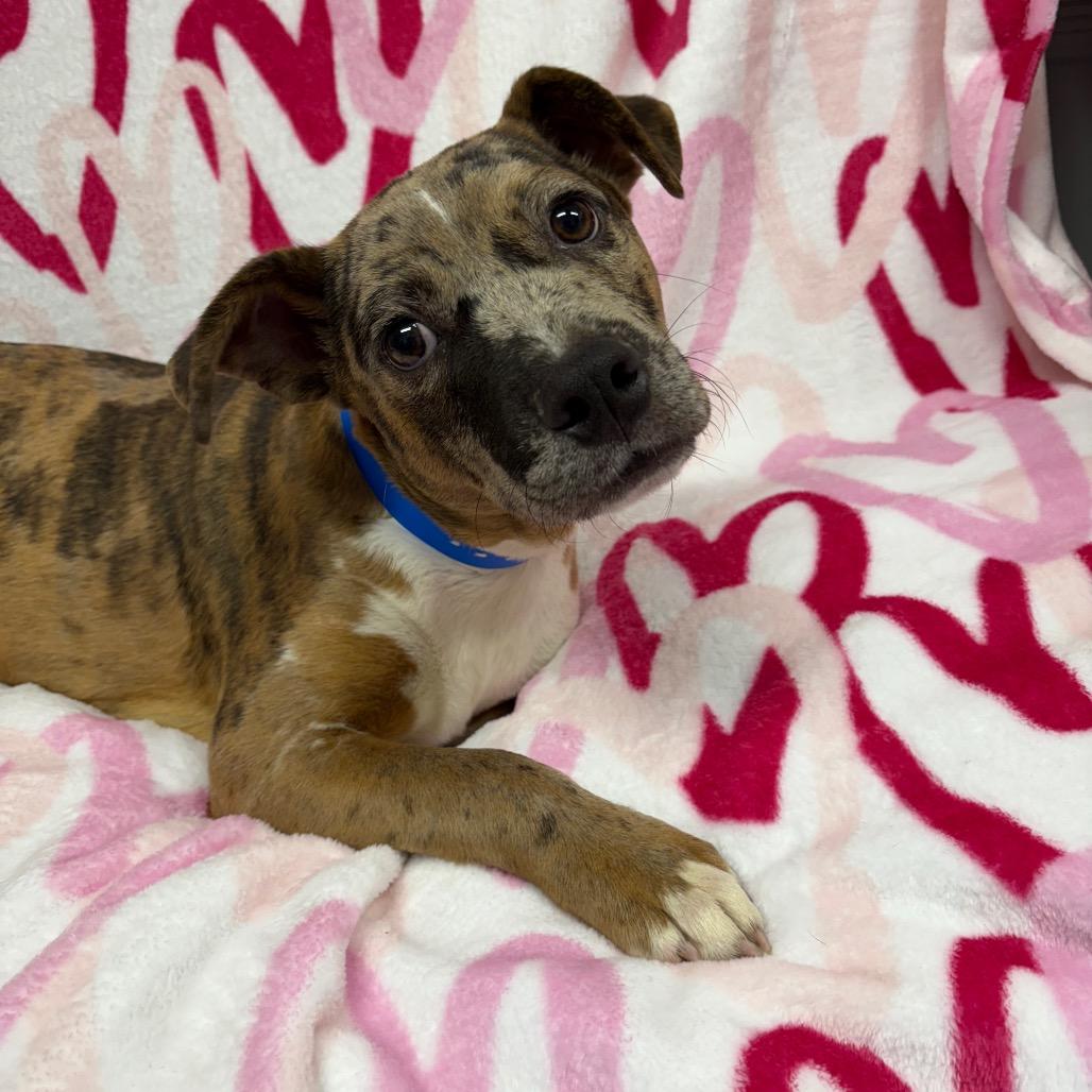 Enlarge Boudreaux, a Adoptable mixed breed in Pawling, NY image 1/5