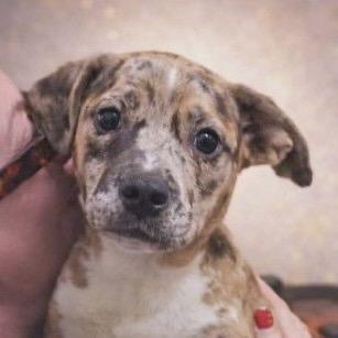 Enlarge Boudreaux, a Adoptable mixed breed in Pawling, NY image 2/5
