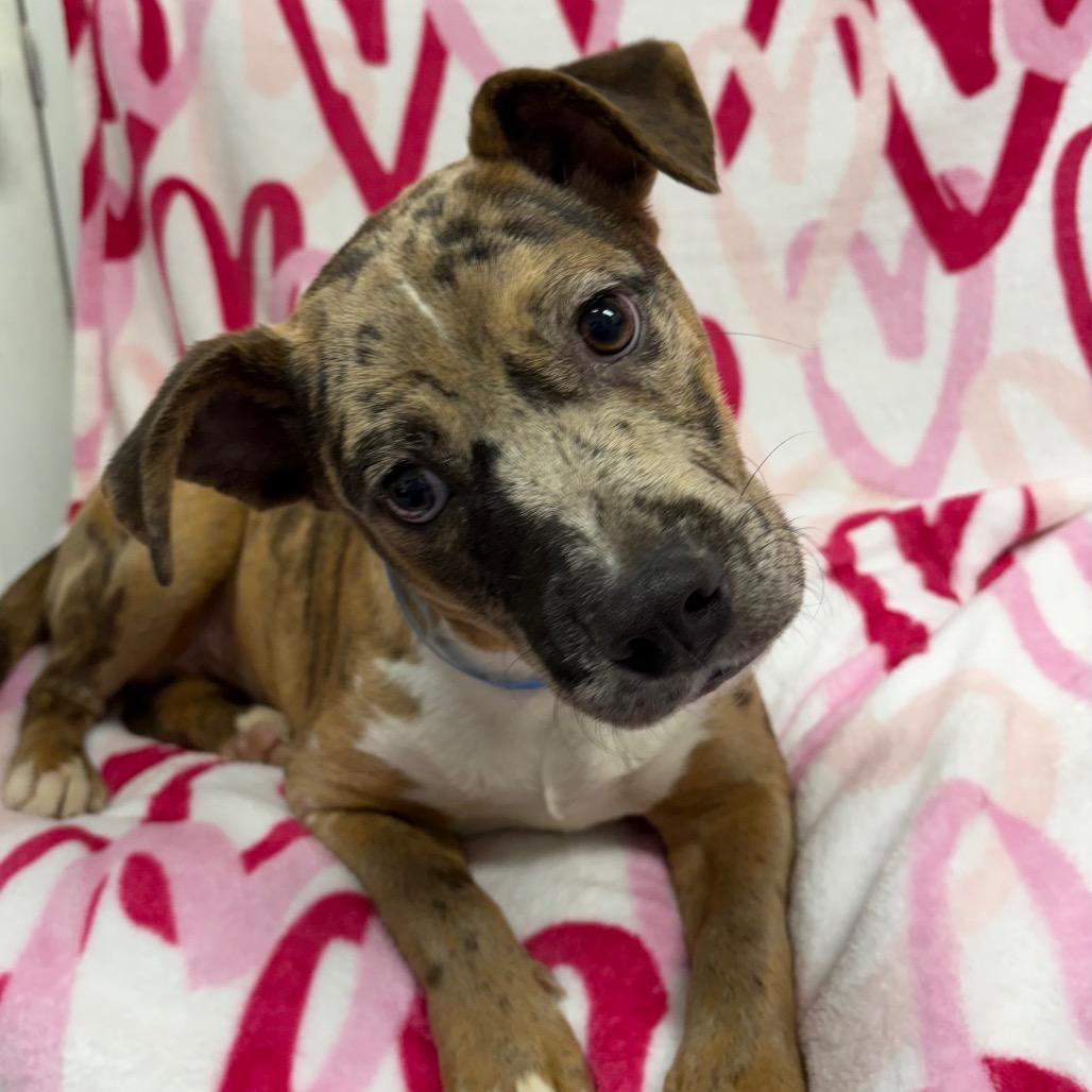 Enlarge Boudreaux, a Adoptable mixed breed in Pawling, NY image 3/5