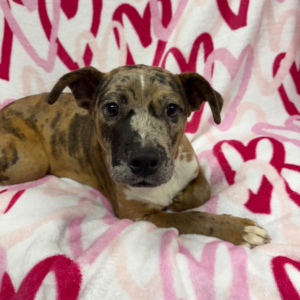 Enlarge Boudreaux, a Adoptable mixed breed in Pawling, NY image 5/5