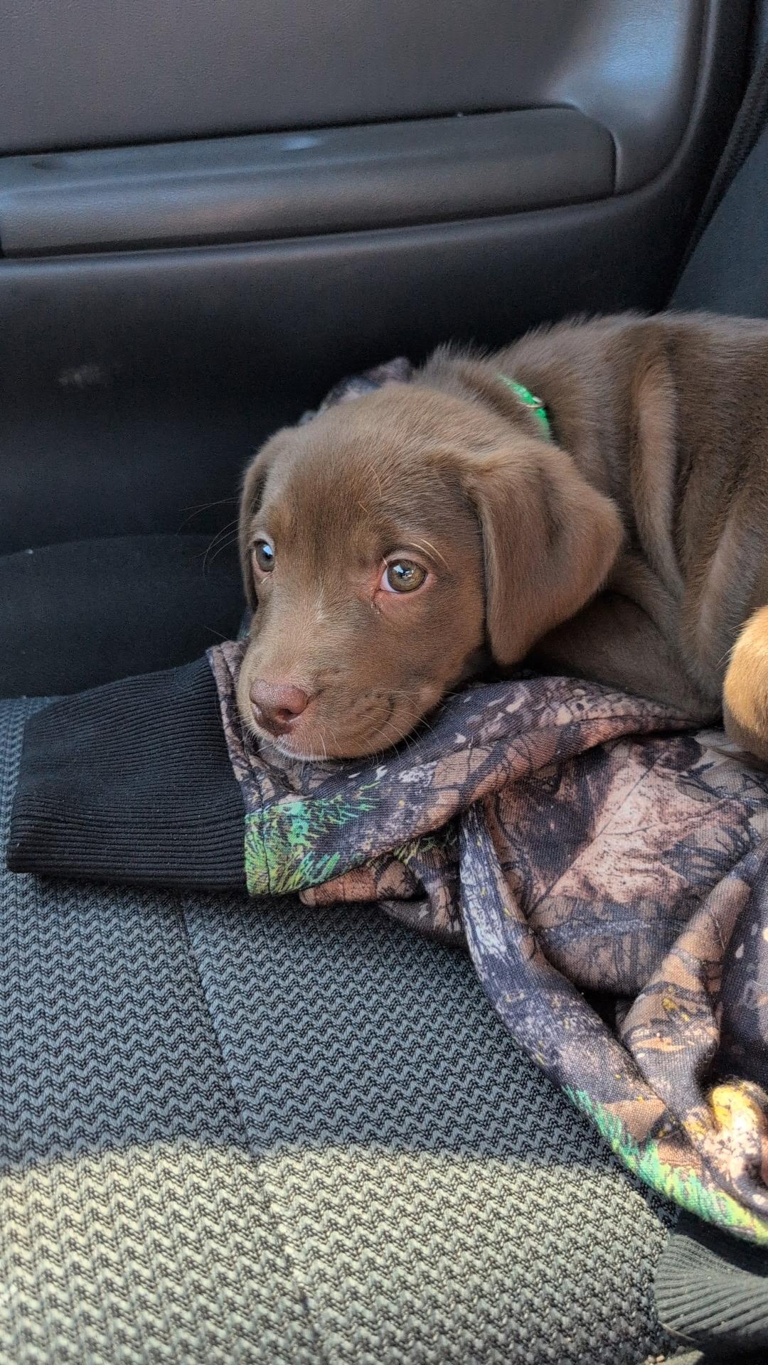 Willow, a Adopted Mixed Breed in Holmen, WI image 3/6