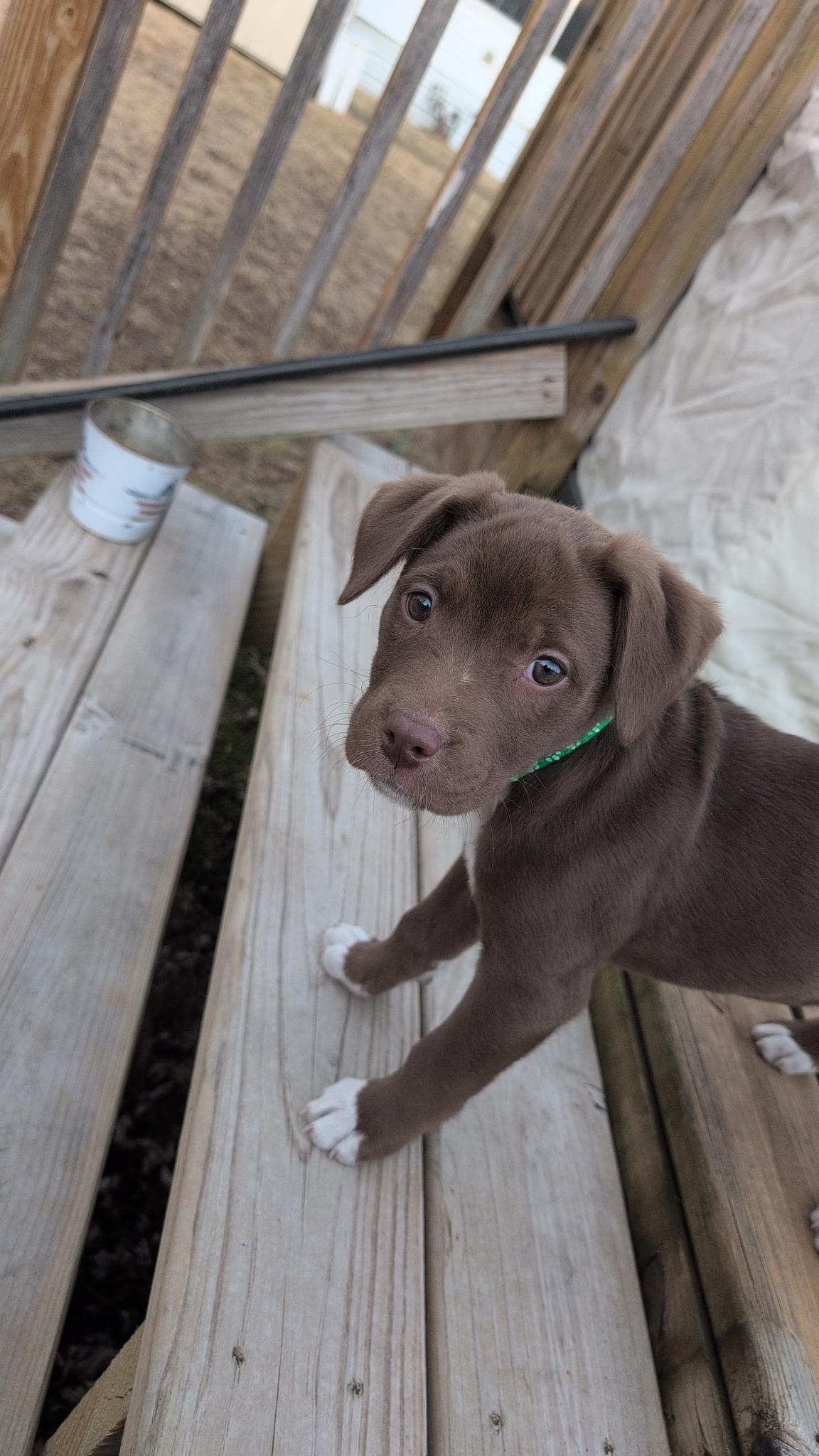 Willow, a Adopted Mixed Breed in Holmen, WI image 4/6