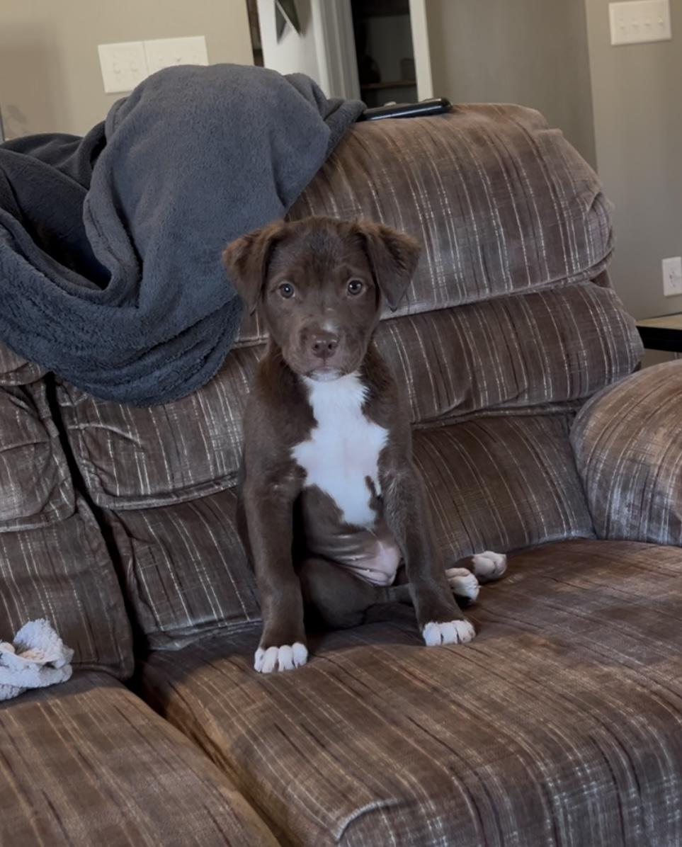 Willow, Adopted, Young Female Mixed Breed.