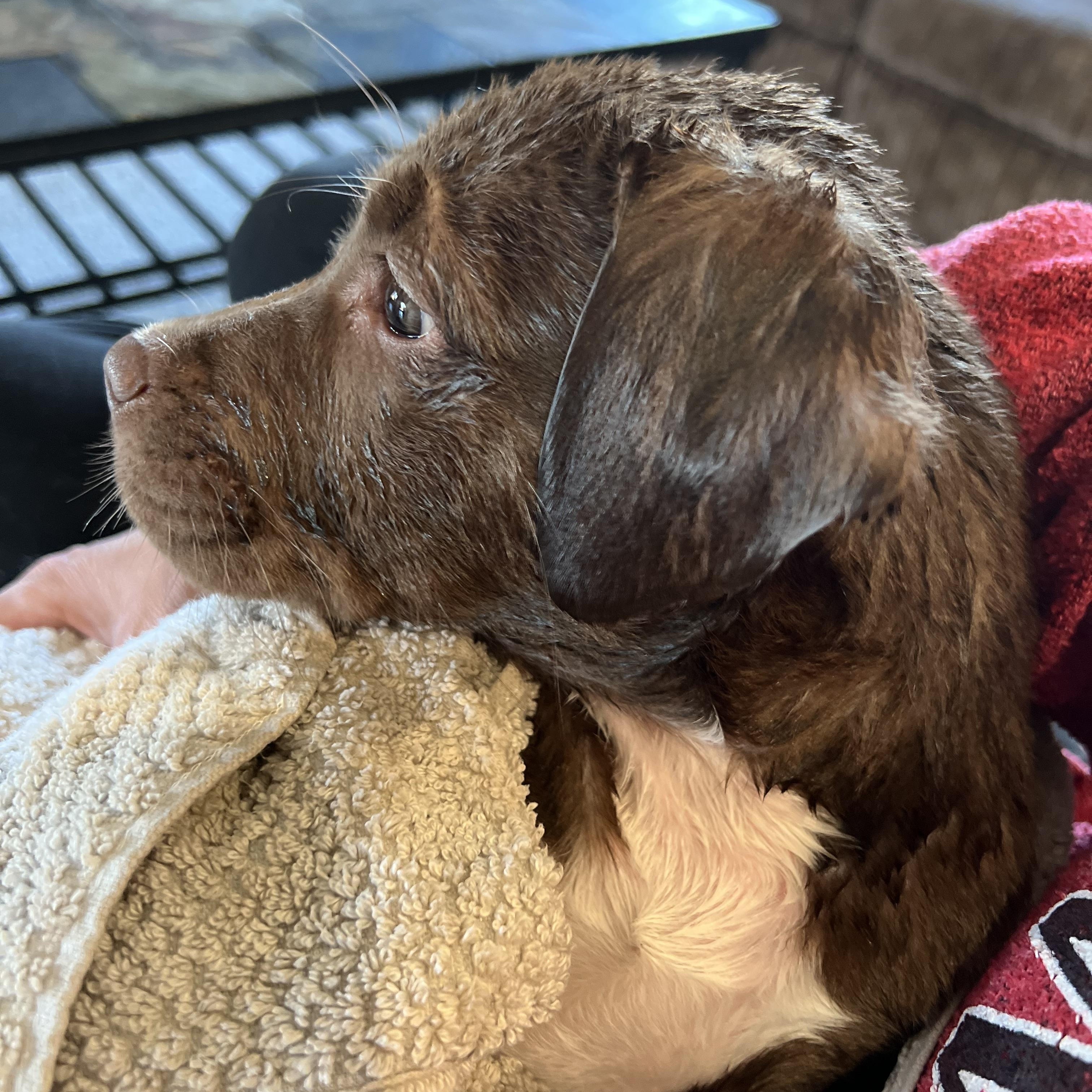 Willow, a Adopted Mixed Breed in Holmen, WI image 6/6