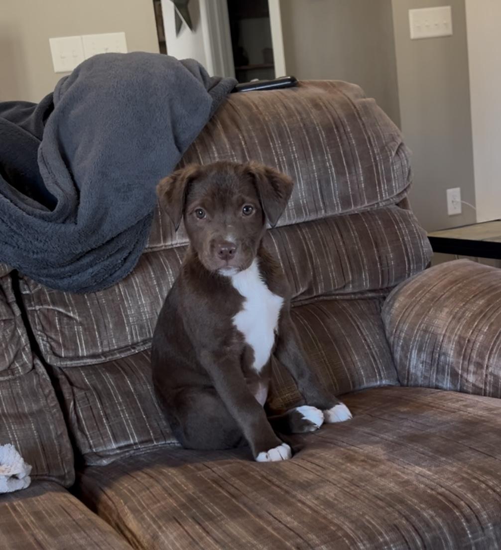 Willow, a Adopted Mixed Breed in Holmen, WI image 2/6