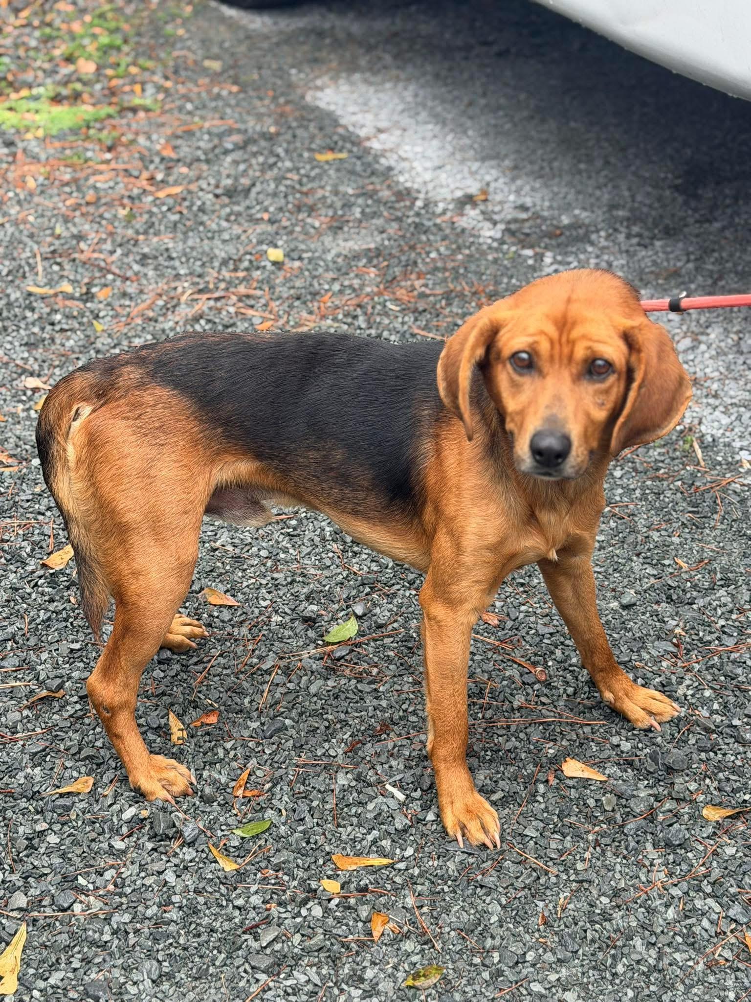 Enlarge Sherlock, a ADOPTABLE mixed breed in Elizabethtown, NC image 1/1