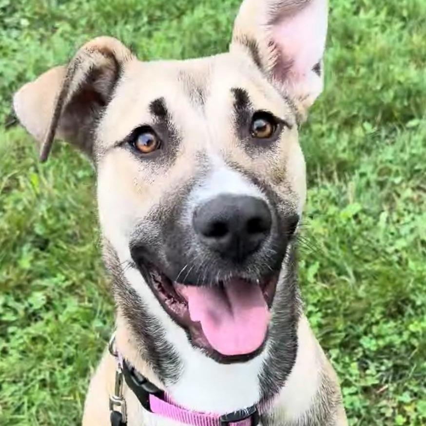 Bailey, Adoptable, Young Female German Shepherd Dog.