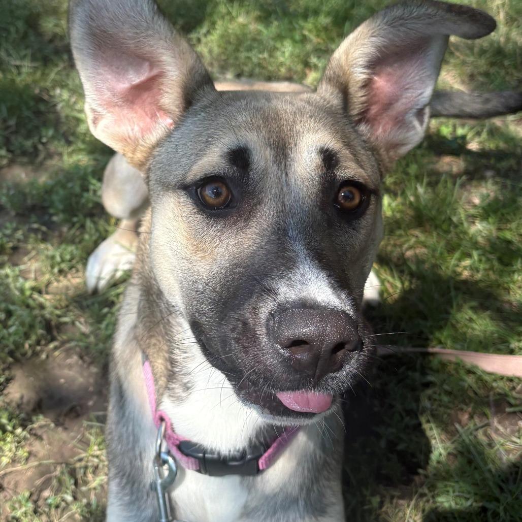 Bailey, a Adoptable German Shepherd Dog in East Hanover, NJ image 2/6