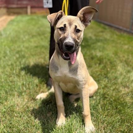 Bailey, a Adoptable German Shepherd Dog in East Hanover, NJ image 3/6
