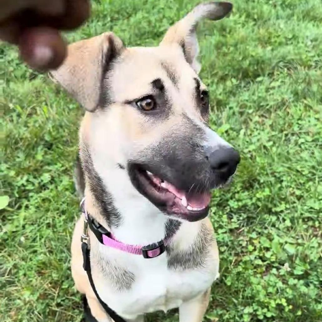 Bailey, a Adoptable German Shepherd Dog in East Hanover, NJ image 4/6
