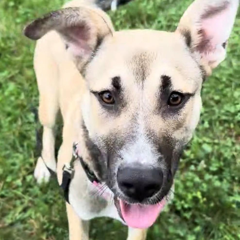 Bailey, a Adoptable German Shepherd Dog in East Hanover, NJ image 5/6
