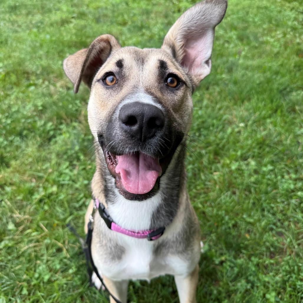 Bailey, a Adoptable German Shepherd Dog in East Hanover, NJ image 6/6