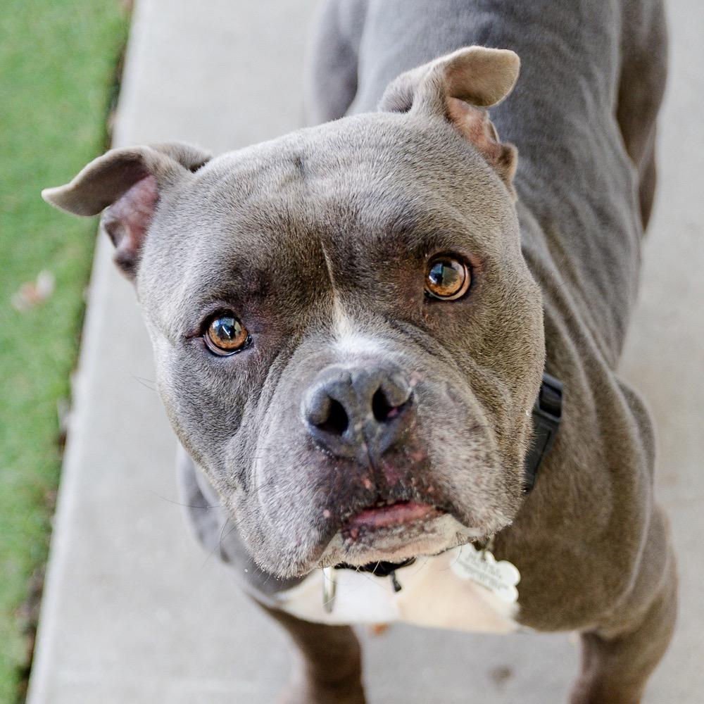 RJ, Adoptable, Adult Male Staffordshire Bull Terrier.