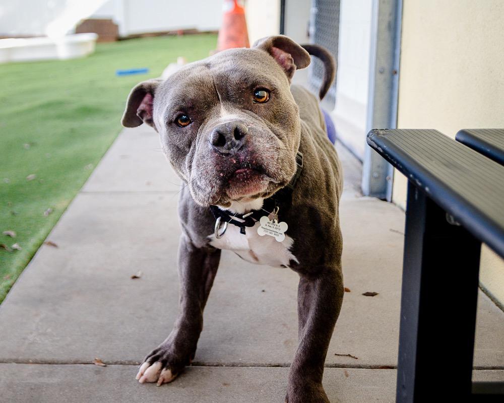 RJ, Adoptable, Adult Male Staffordshire Bull Terrier.